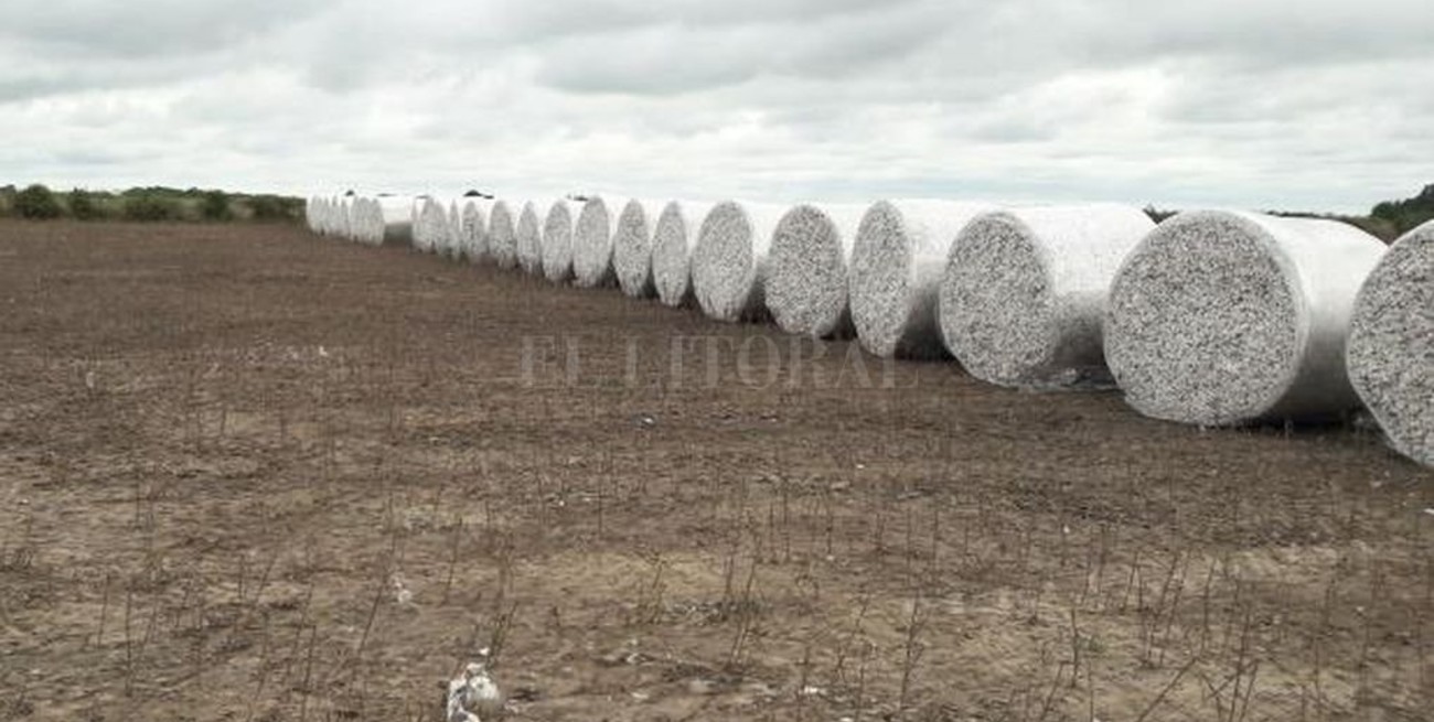 Las lluvias retrasaron la cosecha en el centro norte santafesino