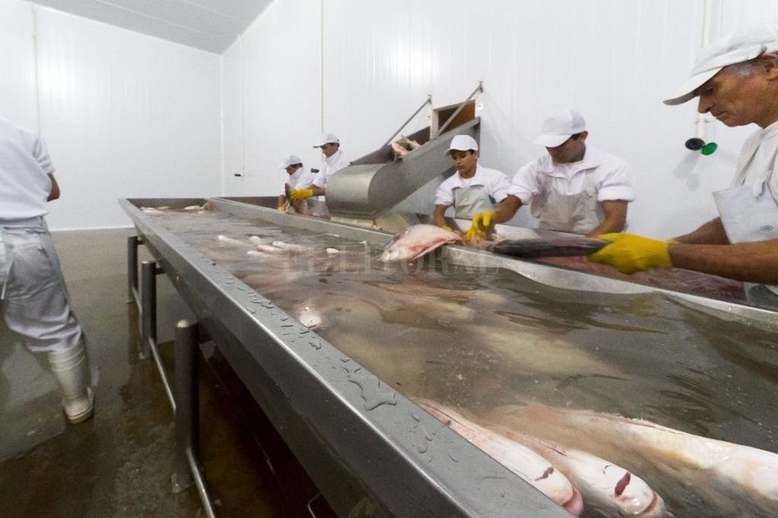 ELLITORAL_298172 |  Gentileza / Archivo Frigoríficos. Desde la Cámara de Exportadores de Pescado de Río de la provincia de Santa Fe indicaron que no hay motivos para vedar la pesca comercial.
