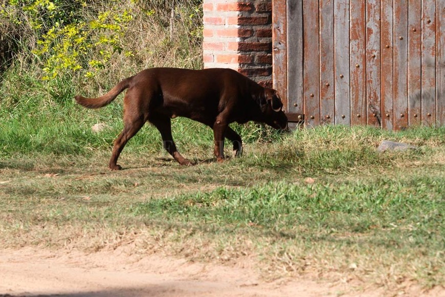 ELLITORAL_279908 |  Mauricio Garín. Suelto. Un perro deambula suelto por las calles de Rincón, postal que se repite en cada cuadra de la costa.
