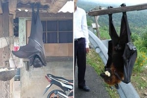 ELLITORAL_311057 |  Redes Sociales