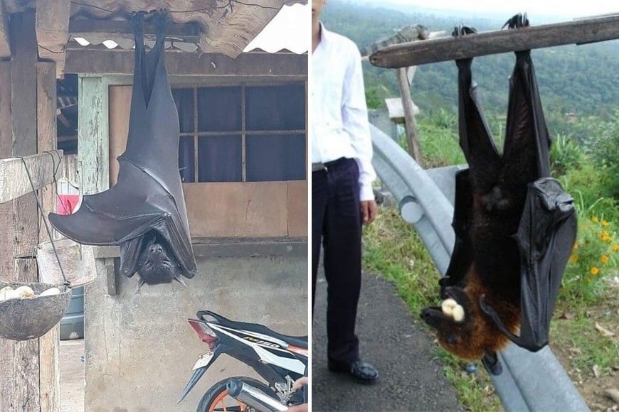 ELLITORAL_311057 |  Redes Sociales