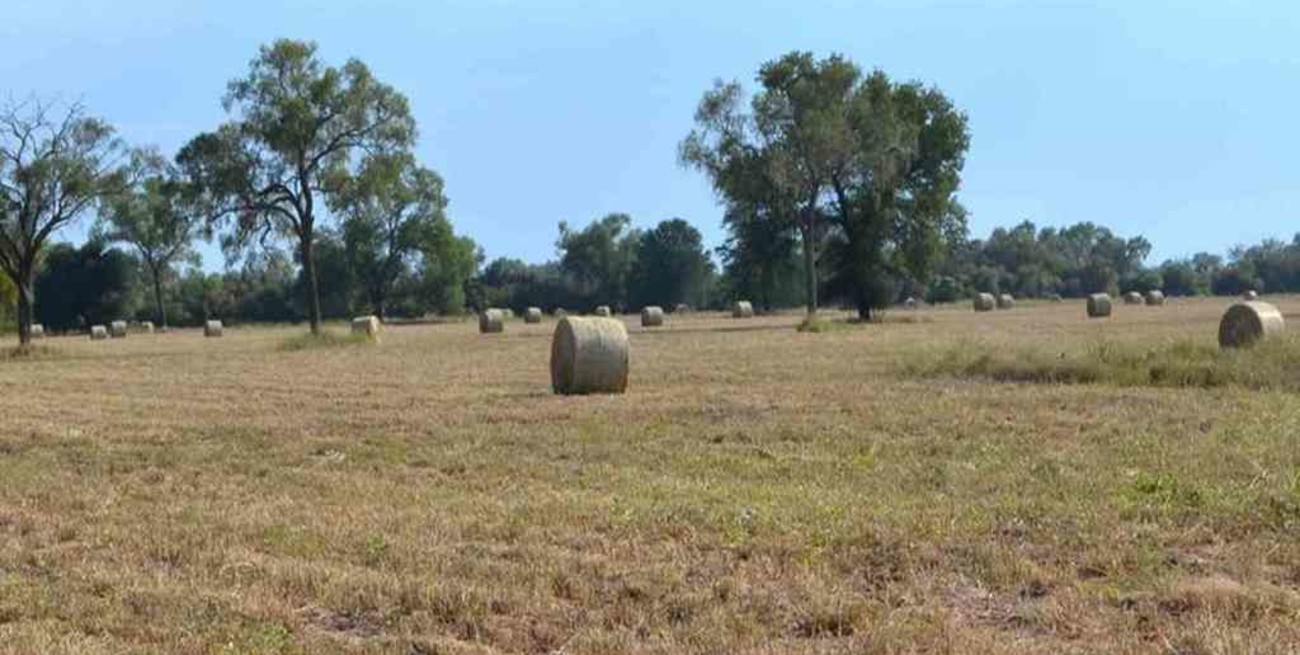 Chaco: se estiman pérdidas en la producción agropecuaria por la grave sequía