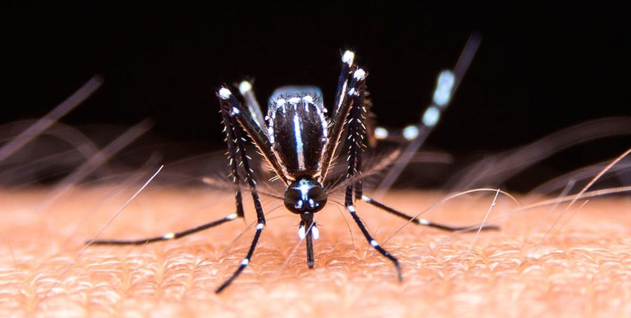 Confirmaron 446 nuevos casos de dengue: el total en la provincia asciende a 4.147