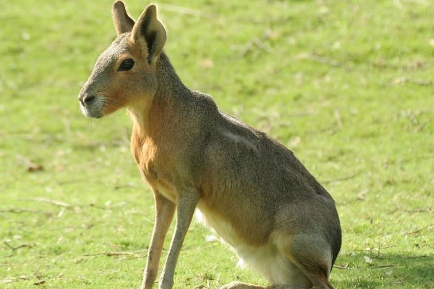 ELLITORAL_270847 |  Gentileza Mara patagónica