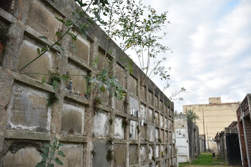 ELLITORAL_311794 |  Manuel Fabatia Olvido. La vegetación invadió esta zona de tumbas del Cementerio Municipal.