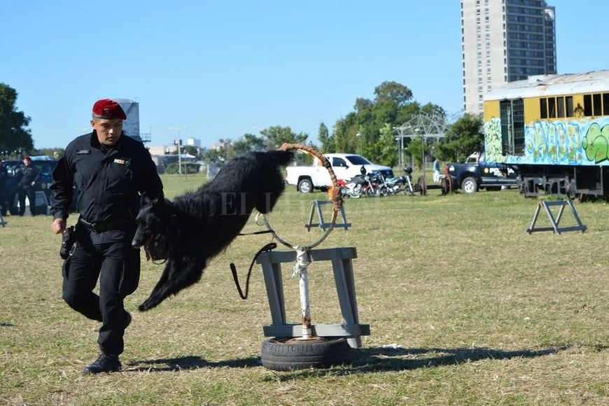ELLITORAL_235114 |  Gentileza. El adiestramiento (en la foto, una demostración en el Parque Federal) dura unos dos años. Los animales son entrenados para diversas funciones: seguridad, rastreo de estupefacientes, búsqueda de personas, entre otras.