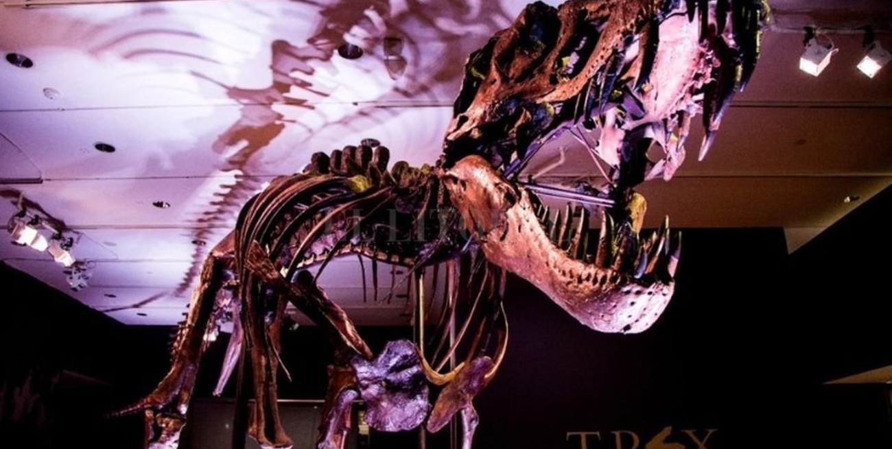 Subastan un Tiranosaurio Rex por 8 millones de dólares en Nueva York 