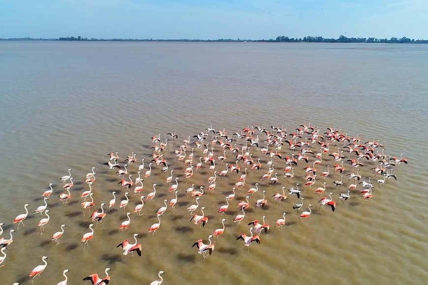 ELLITORAL_309340 |  Fernando Nicola Los flamencos rosados, que aparecieron a la vista de todos por estos días en la zona de El Chaquito, al norte de la laguna Setúbal