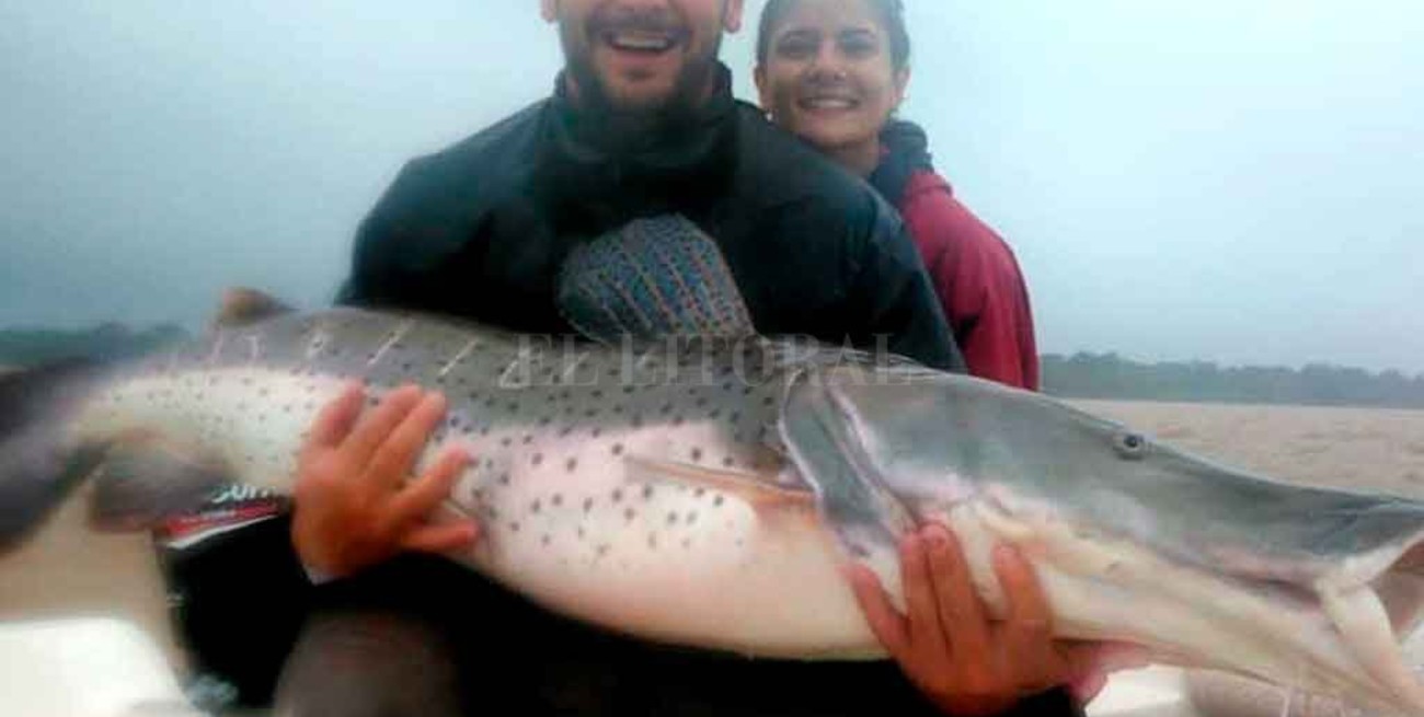 Video: santafesinos lograron pescar un surubí de 40 kilos
