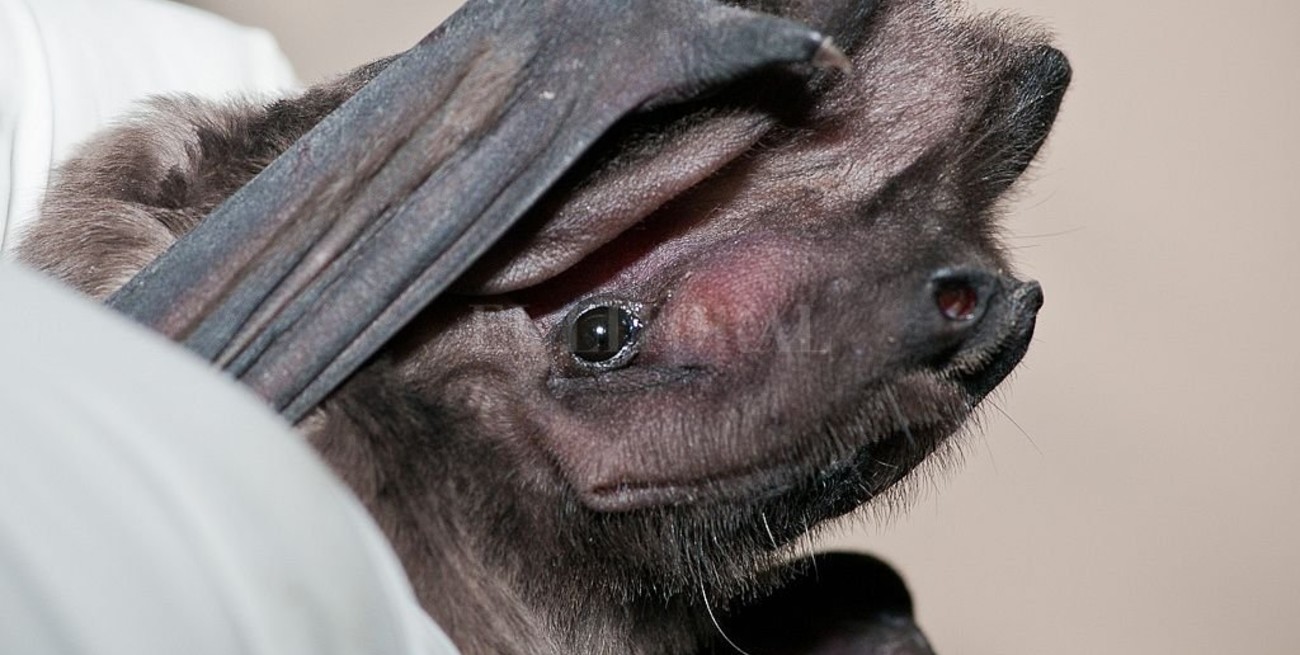 Detectaron un caso de rabia en un murciélago en el barrio La Lona