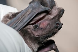 ELLITORAL_252129 |  Archivo El Litoral