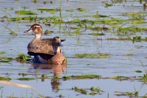Archivo El Litoral Nueva vida. Mayormente de manera permanente se encuentran patos, gallaretas, tortugas, coipo (falsa nutria), entre otros.