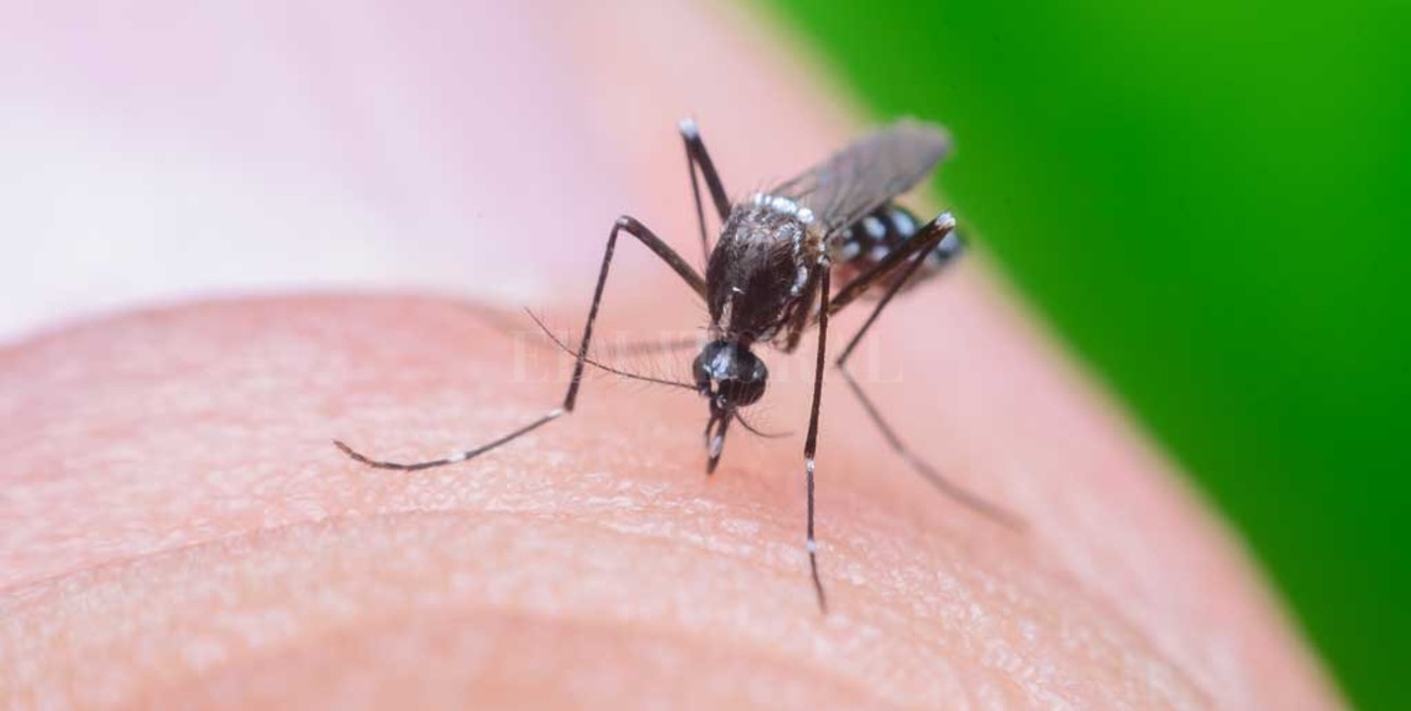 Córdoba suma 443 casos de dengue en una semana
