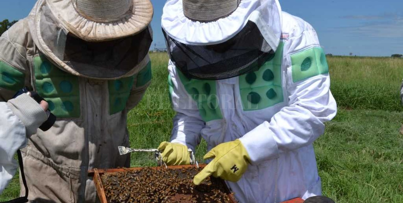 Cara y ceca de la apicultura 