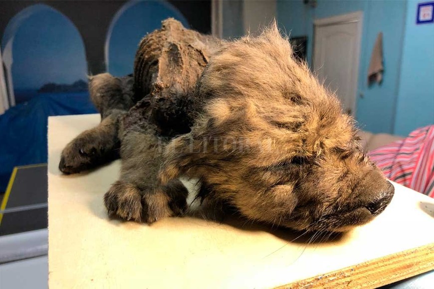 ELLITORAL_273716 |  Gentileza