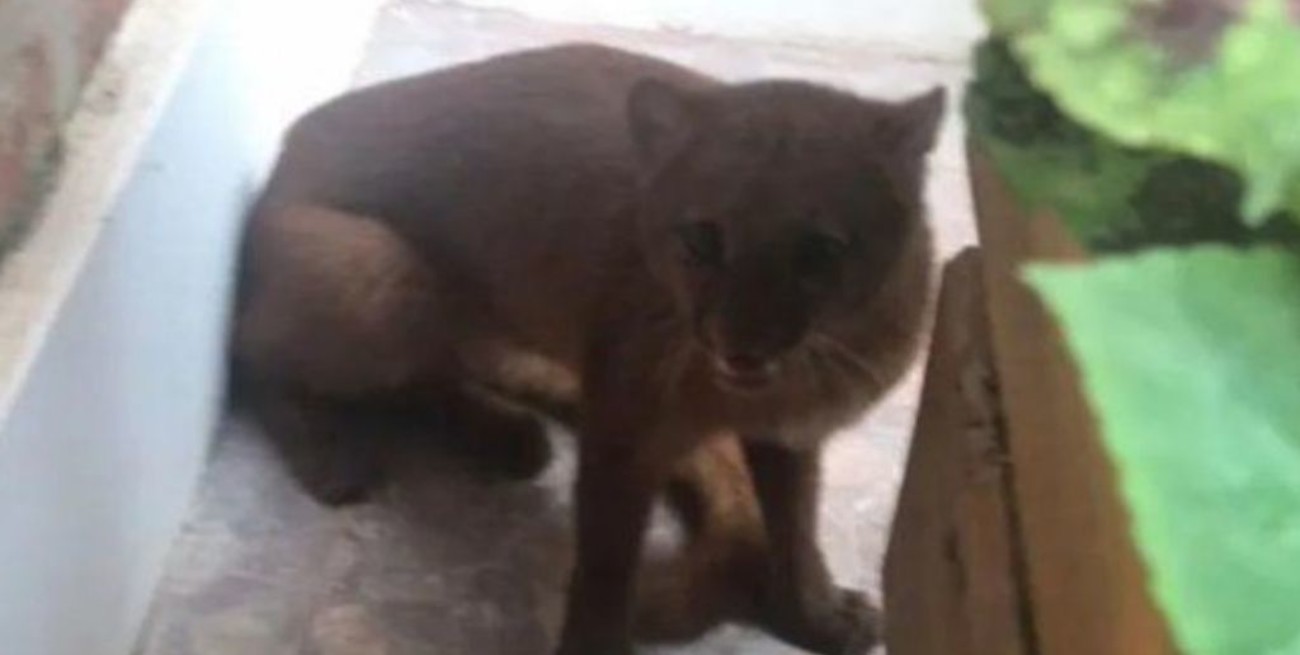 Un puma en peligro de extinción apareció en el patio de una casa entrerriana