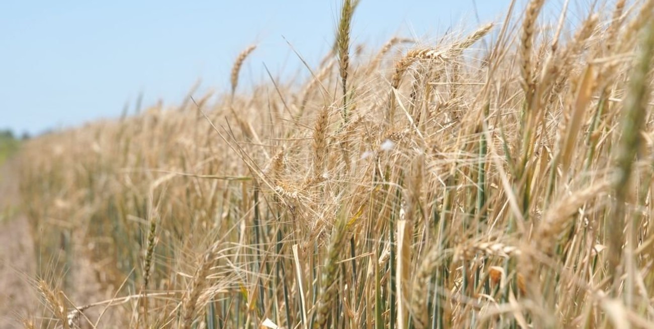 ¿Qué mercado le espera al trigo argentino en la campaña 2019/20?