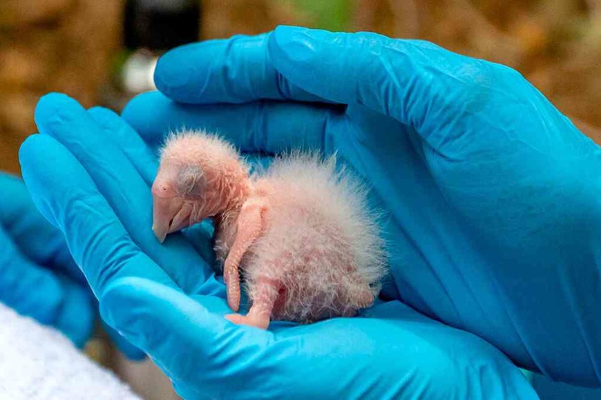 ELLITORAL_332085 |  Télam