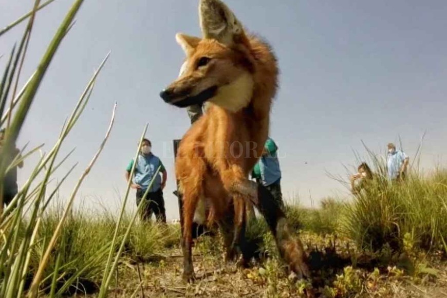 ELLITORAL_330428 |  Gentileza