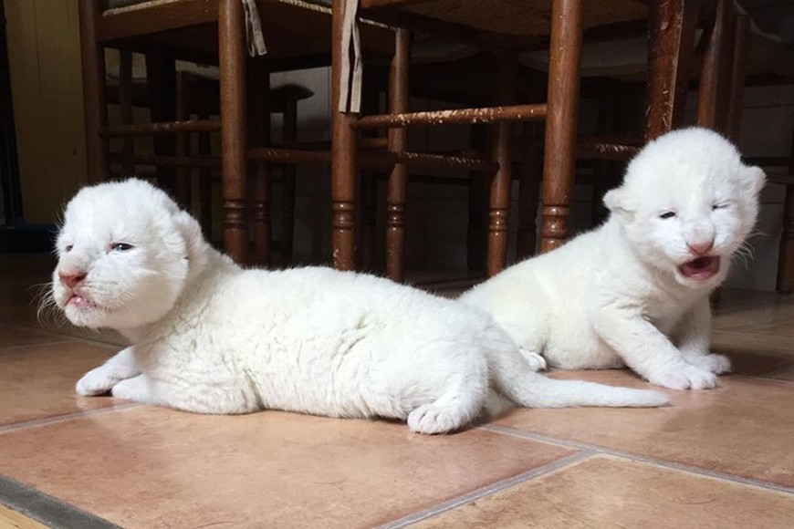 ELLITORAL_258541 |  Gentileza