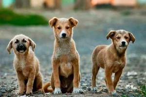 ELLITORAL_334421 |  Imagen ilustrativa