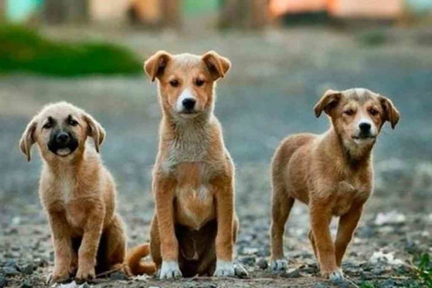 ELLITORAL_334421 | Imagen ilustrativa