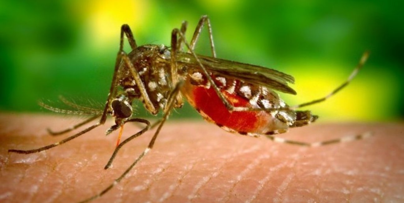 Dengue: de 20 a 34 los muertos en una semana en Paraguay