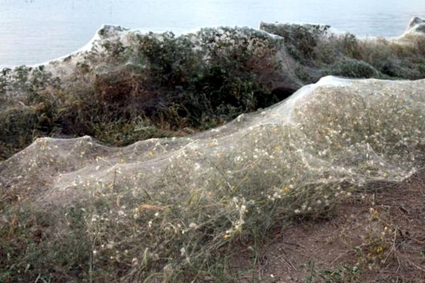 ELLITORAL_223469 |  Internet Se cree que un incremento en la población de mosquitos en el área fue uno de los factores que contribuyó que hubiera una mayor cantidad de arañas.