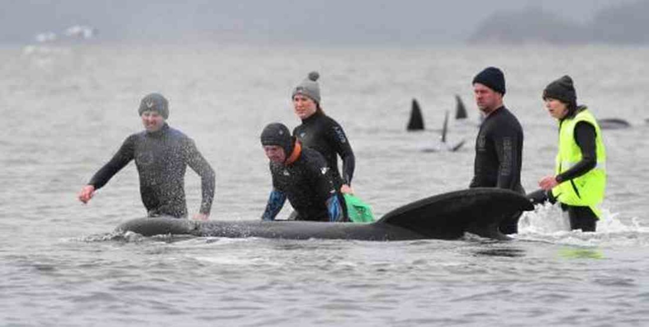 Han muerto un tercio de las 270 ballenas varadas en Australia