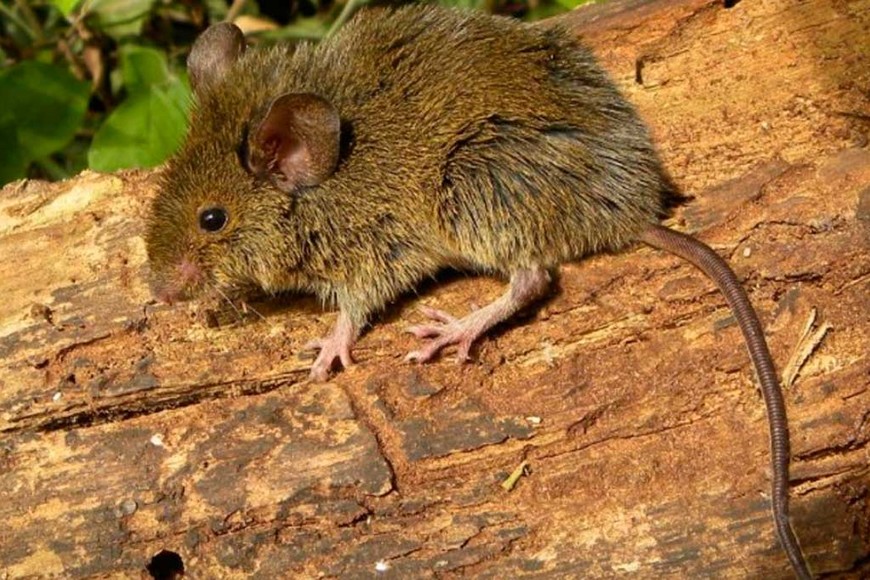 ELLITORAL_218919 |  Clarín