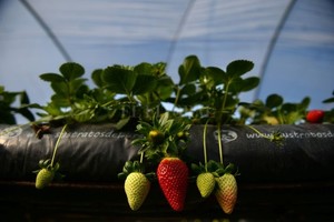 ELLITORAL_294774 |  AFP