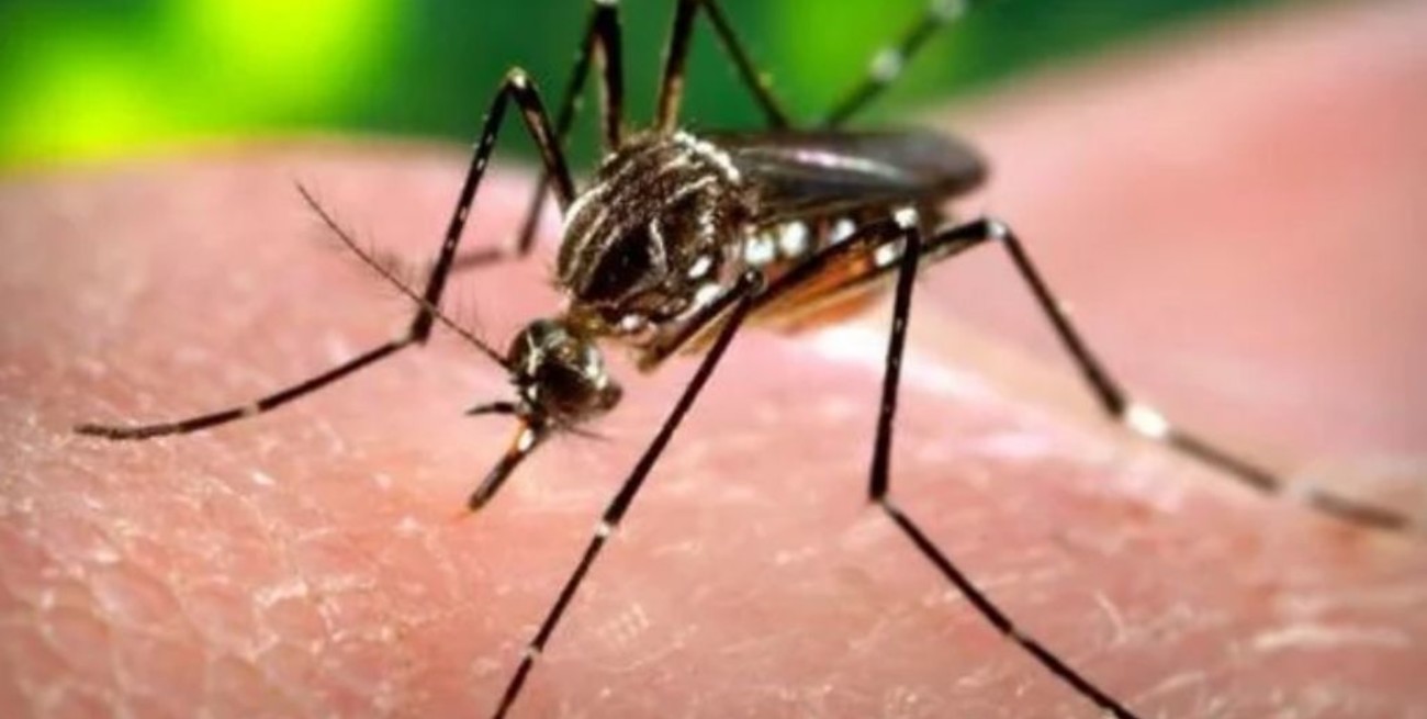 Ascienden a 54 los casos de dengue en la provincia de Córdoba