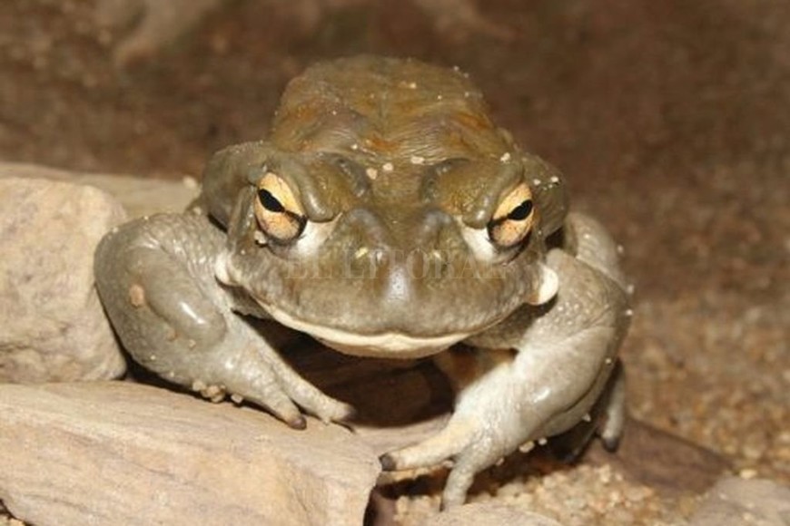 ELLITORAL_305603 |  Captura de pantalla Bufo Alvarius