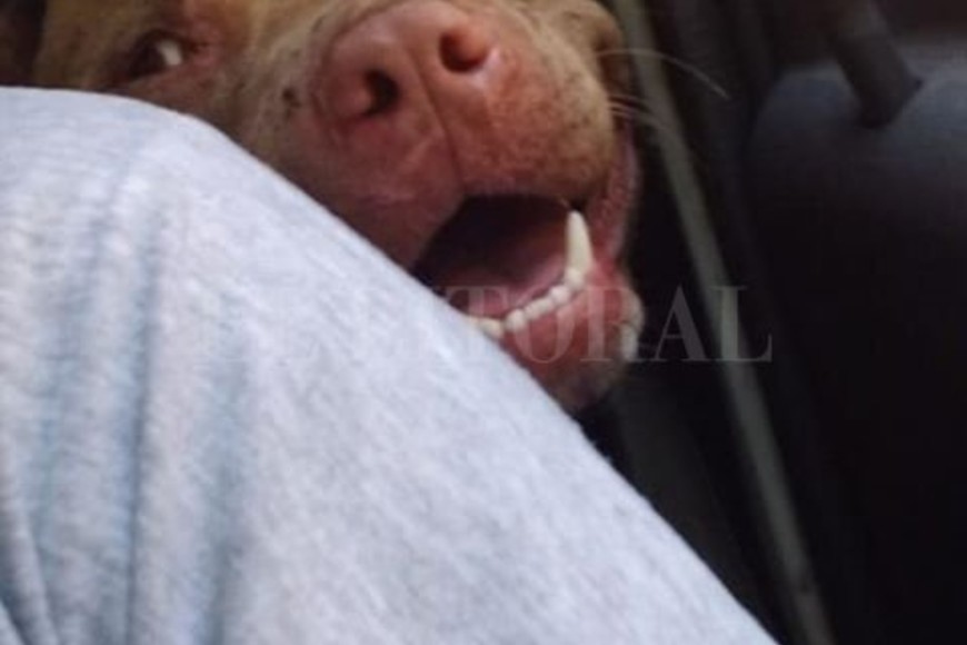 ELLITORAL_282011 |  Periodismo ciudadano