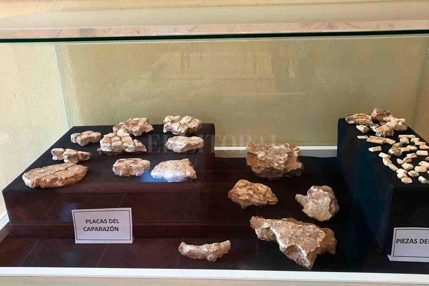 ELLITORAL_281663 |  El Litoral El ejemplar pertenece a la familia de los gliptodontes más chicos. Son parientes lejanos de los  mulitas ,  peludos  o también denominados  Tatu carreta  y se sabe que desaparecieron hace aproximadamente 8.000 años.