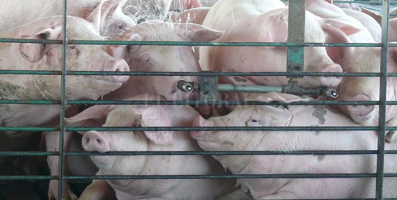 Un acuerdo con China avala el récord de exportación de cerdos