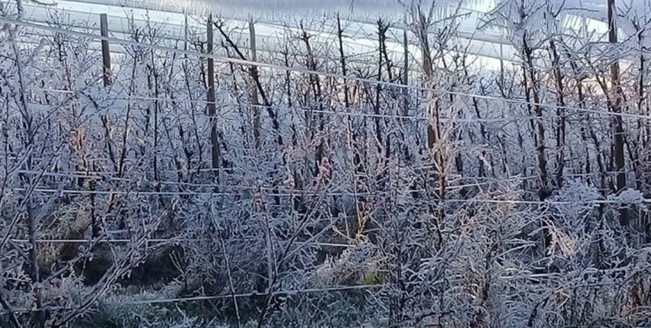 Neuquén: el frío hace peligrar las cosechas