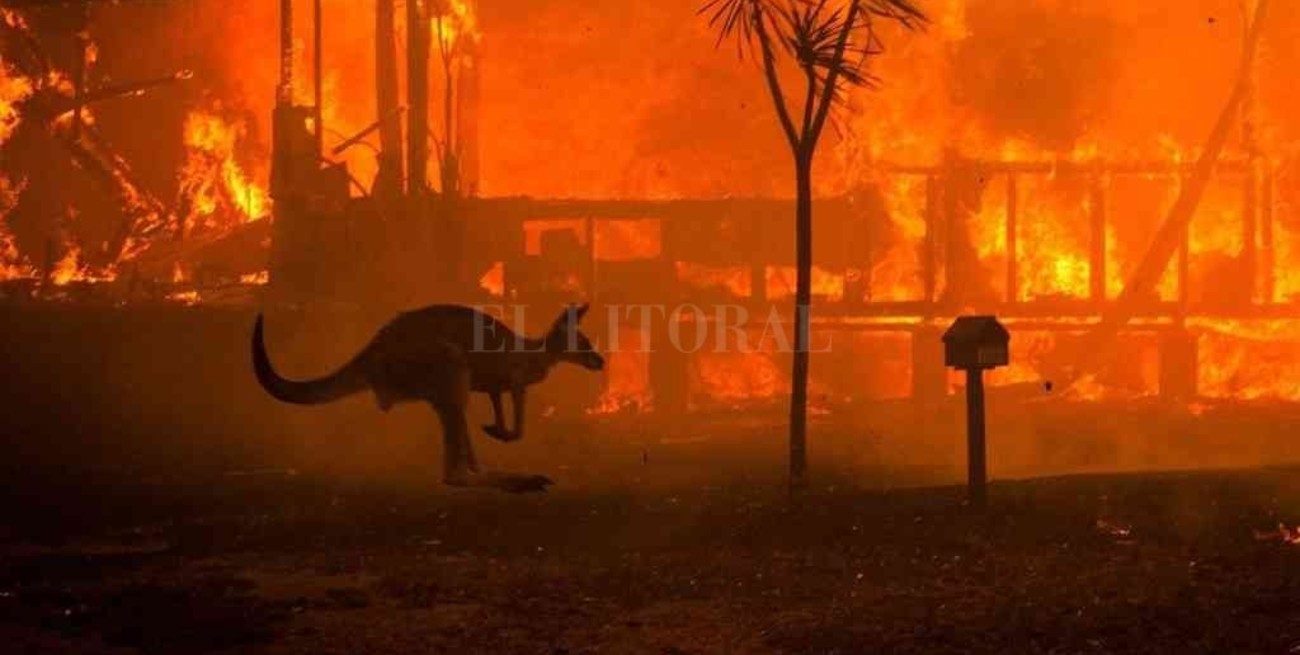 Más de 480 millones de animales murieron en los incendios en Australia