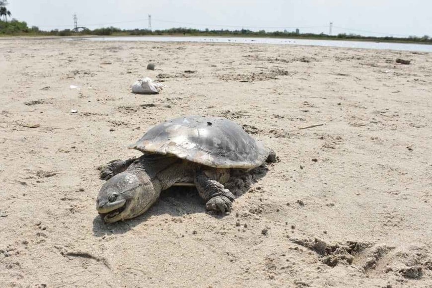 ELLITORAL_334876 |  Flavio Raina Fauna autóctona. Las tortugas de agua son una de las especies más numerosas del lugar. Evitar la contaminación del sector es crucial para su supervivencia.
