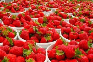 ELLITORAL_228915 |  Alfredo Miguel Ceballos ETERNO AROMA a frutillas en sus calles, y también perfume de fiesta en Coronda. La ciudad de la frutilla comienza a vivir su tributo