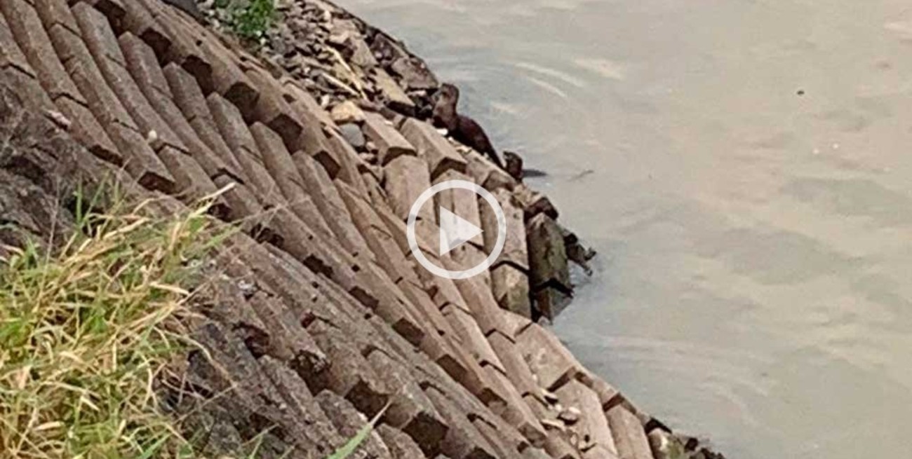 Video: apareció un lobito de río en la Laguna Setúbal