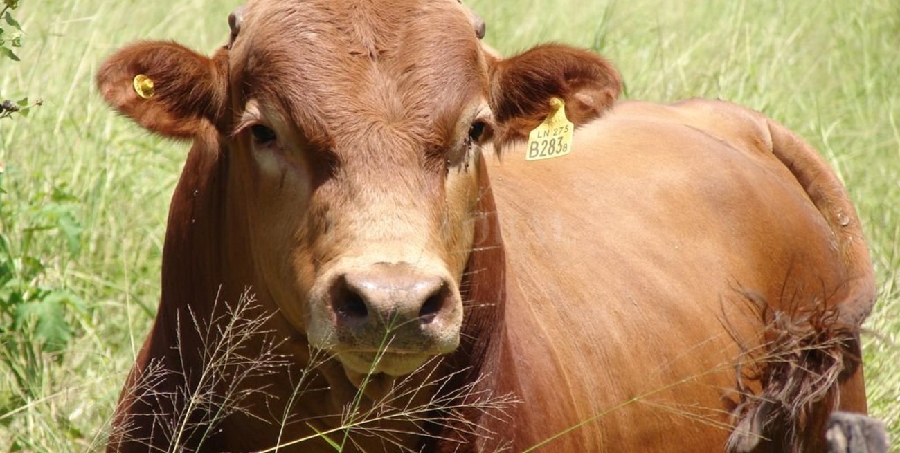 Controlar la sanidad en toros evita pérdidas de hasta un 30 %