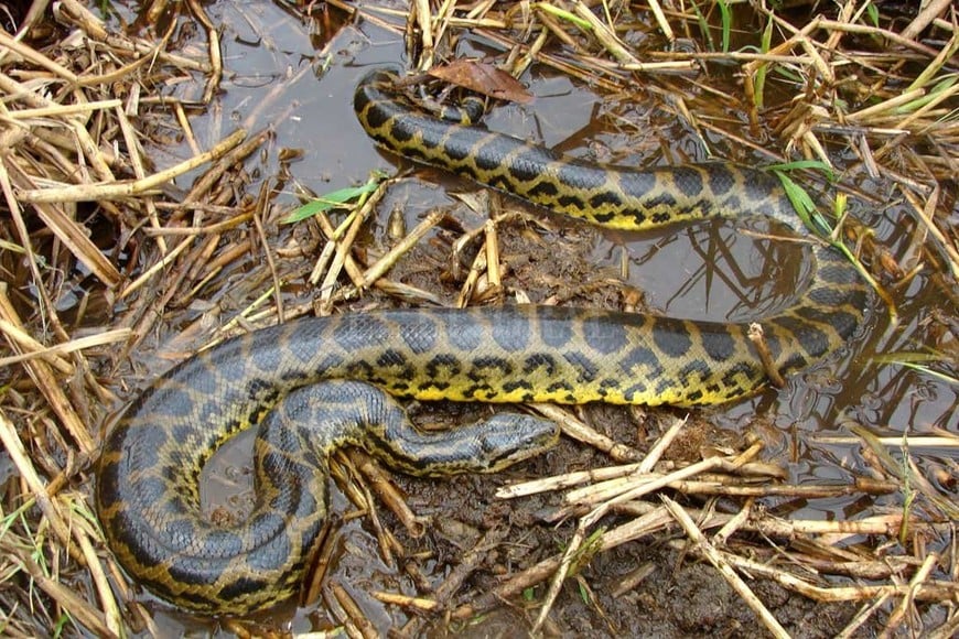 ELLITORAL_319246 |  Gentileza Inali UNL Conicet. Curiyú (Eunectes notaeus). Es agresiva, alcanza una media de 3 m. de largo, se alimenta de ratas, ranas, víboras y habita mayormente la orilla del río Paraná en el centro y norte provincial.