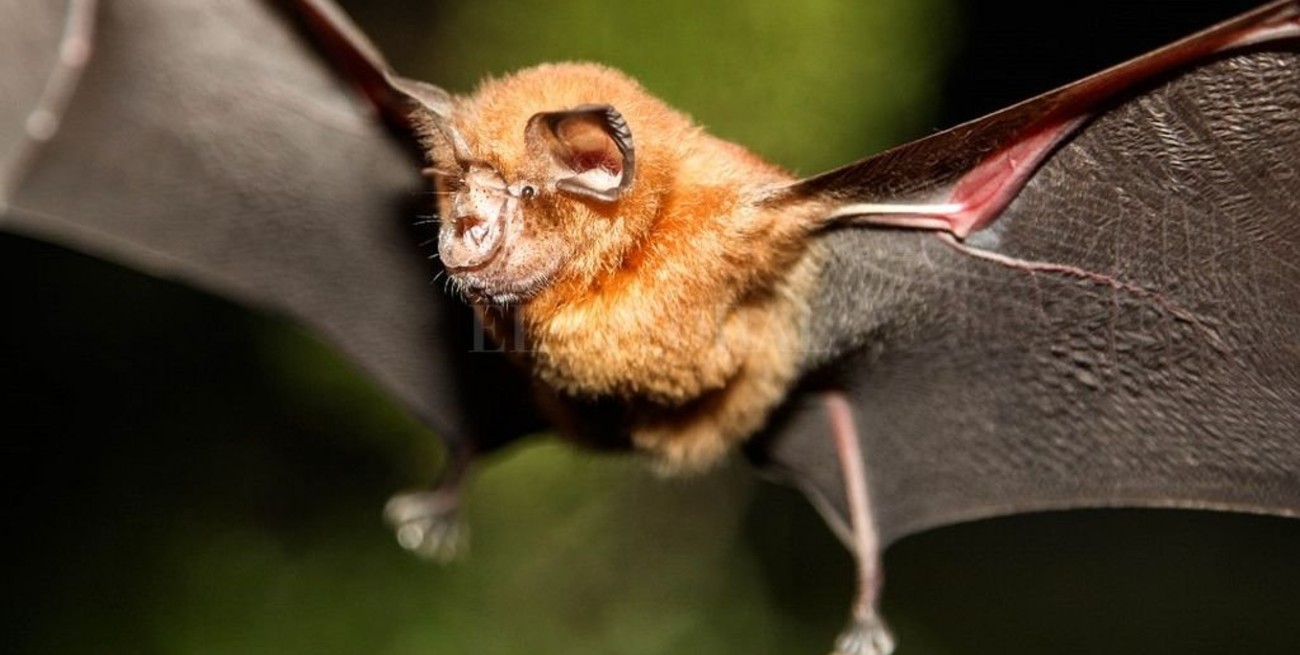 Análisis genéticos realizados en Italia apuntan al murciélago como origen del coronavirus