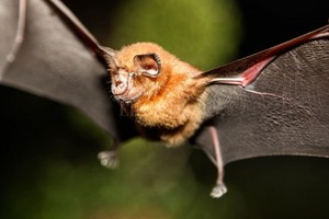 ELLITORAL_284409 |  Captura digital