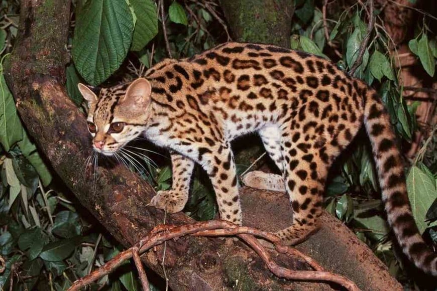 ELLITORAL_317444 |  Imagen ilustrativa