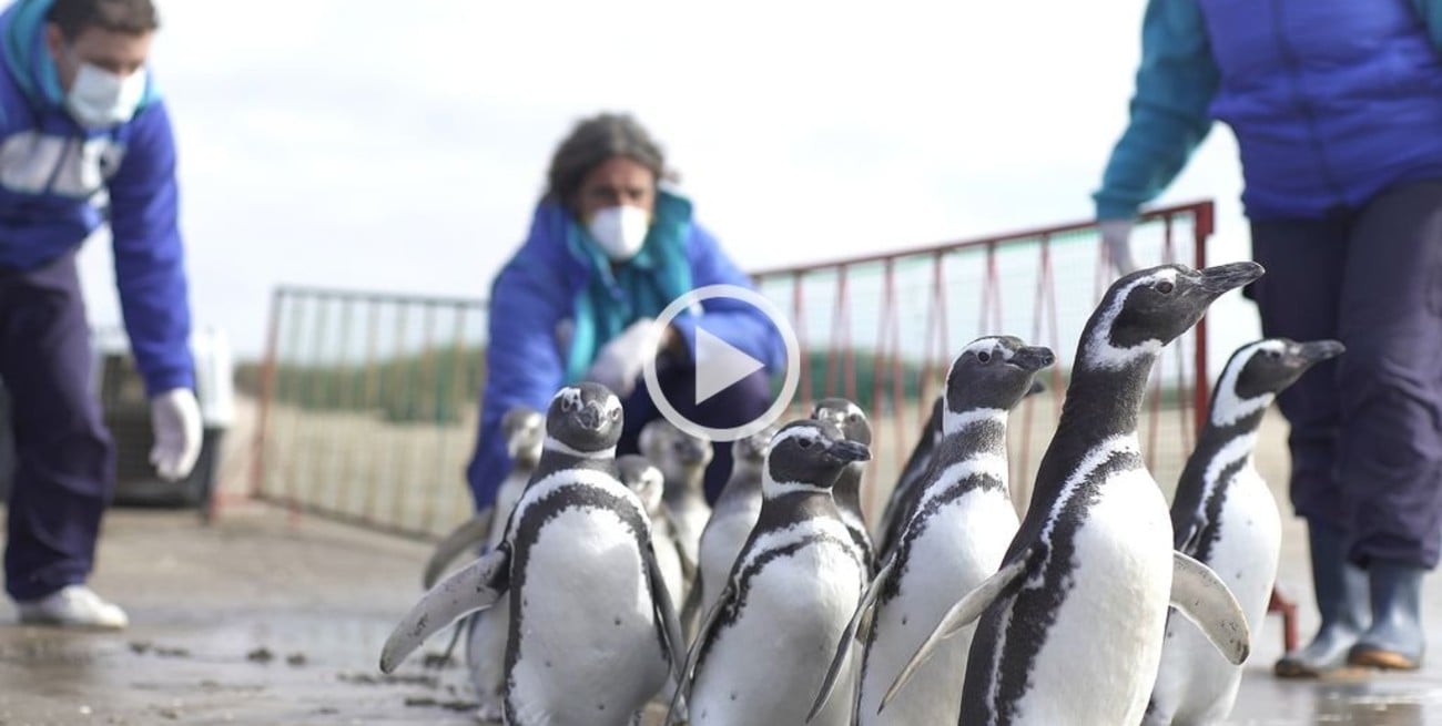 Liberaron al "pingüino cordobés" víctima de mascotismo