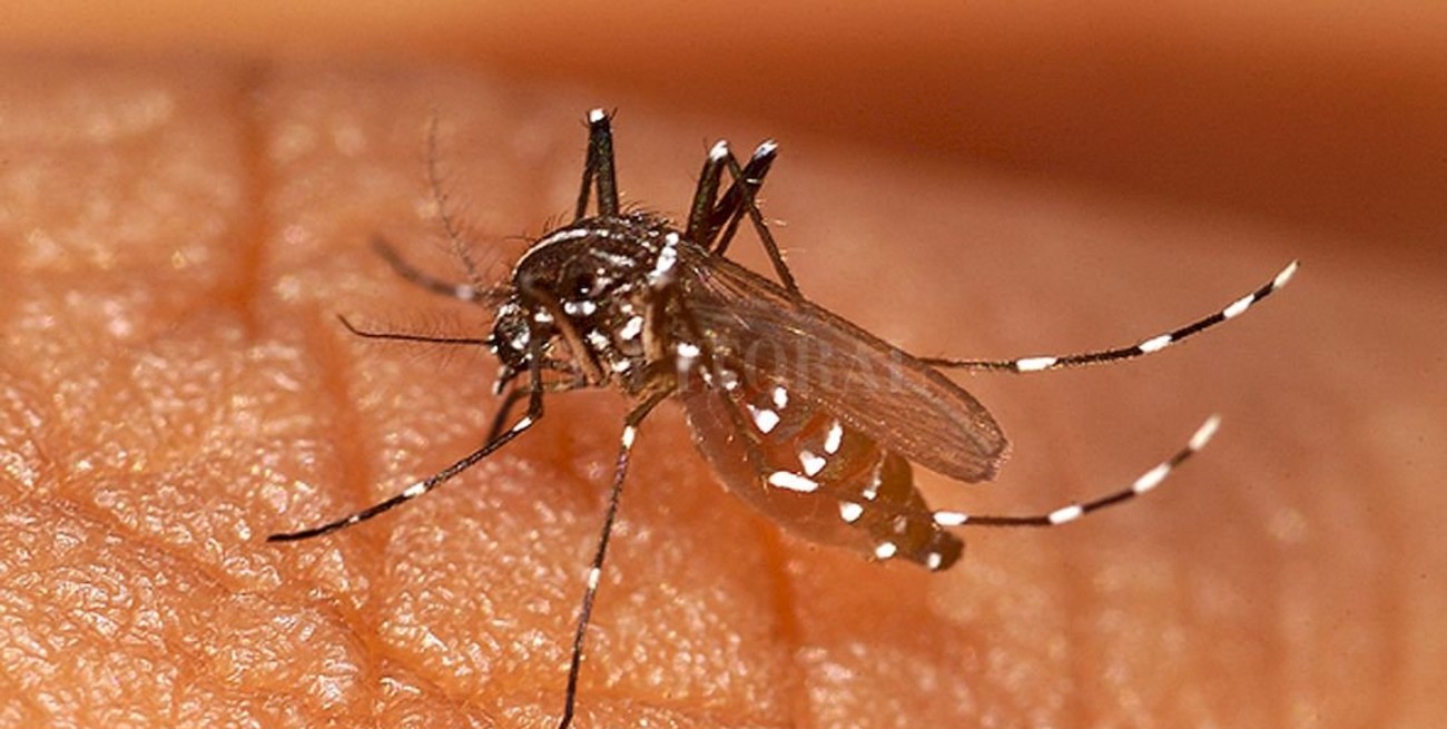 La provincia de Santa Fe tiene 3.210 casos de dengue