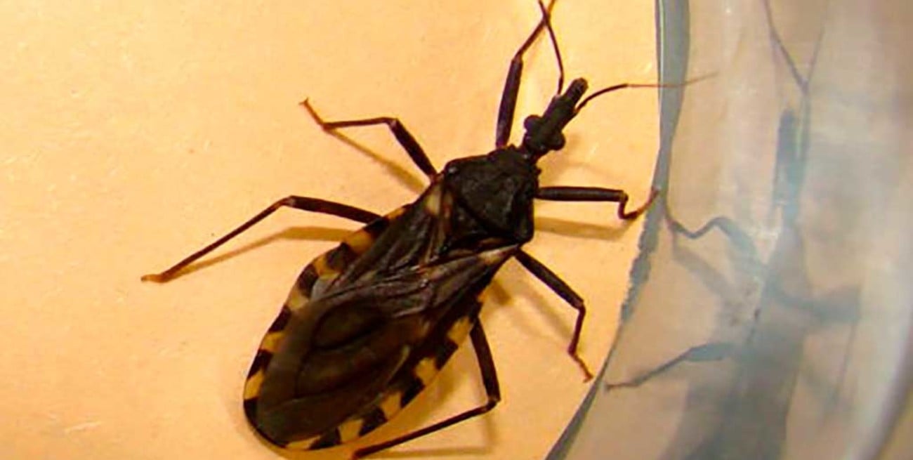 Mal de Chagas: la enfermedad que crece con la pobreza