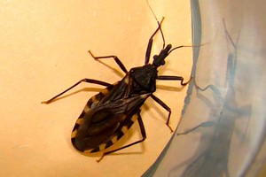 ELLITORAL_244109 |  Archivo.